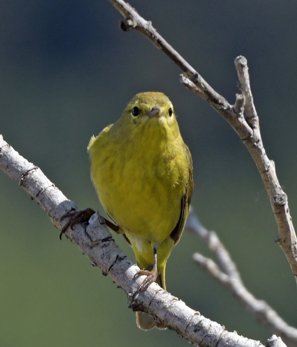 Orange-crowned Warbler - ML622106754