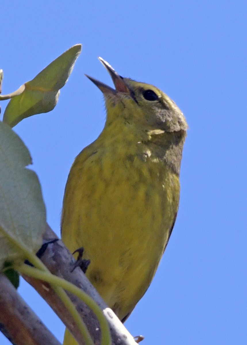 Orange-crowned Warbler - ML622106755