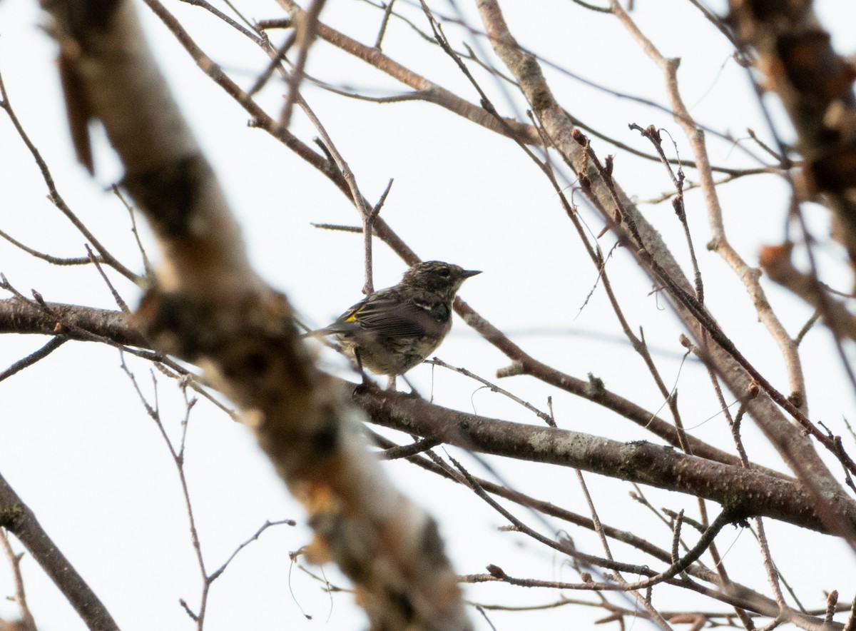 Yellow-rumped Warbler - ML622106756