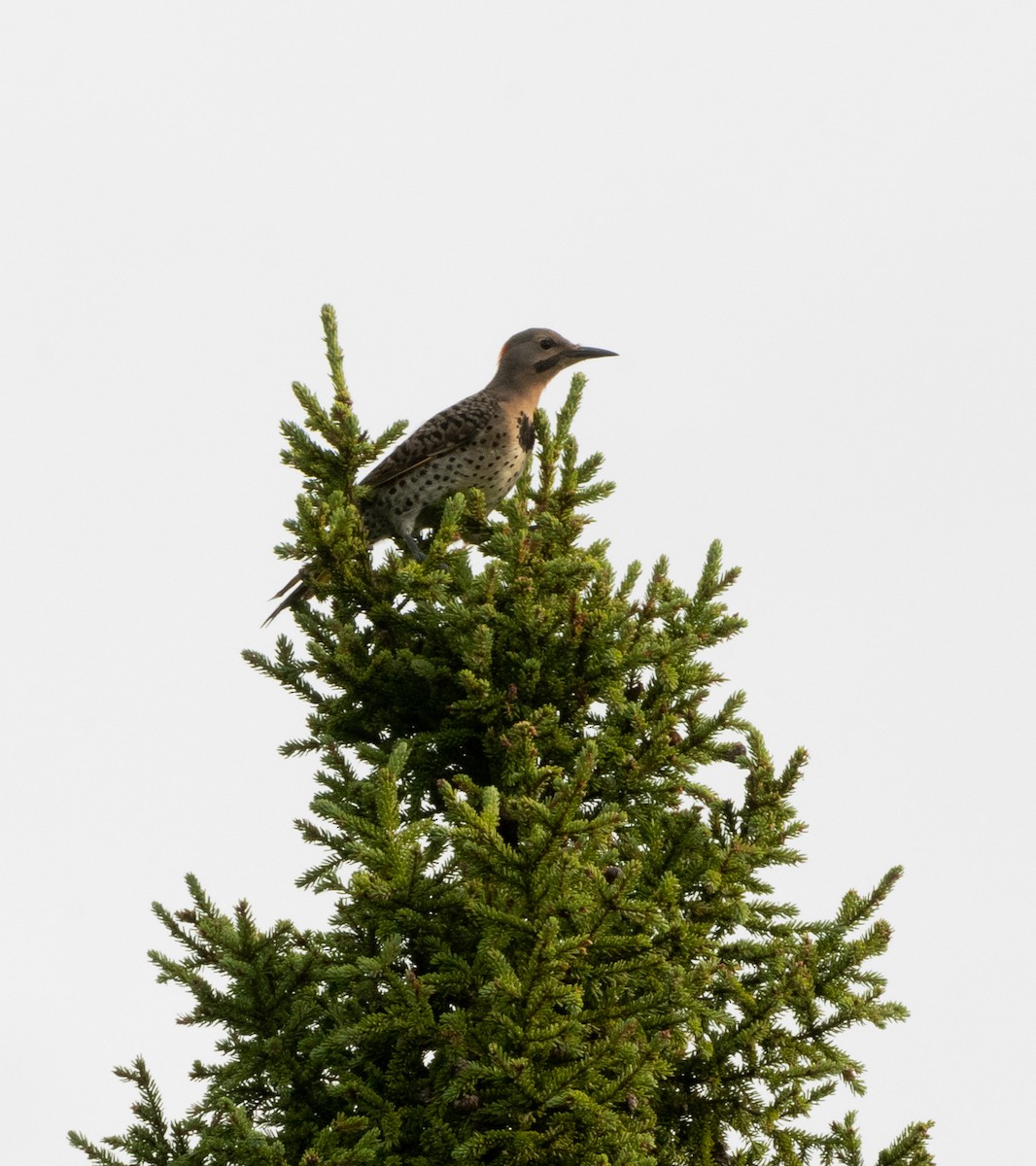 Northern Flicker - ML622106757