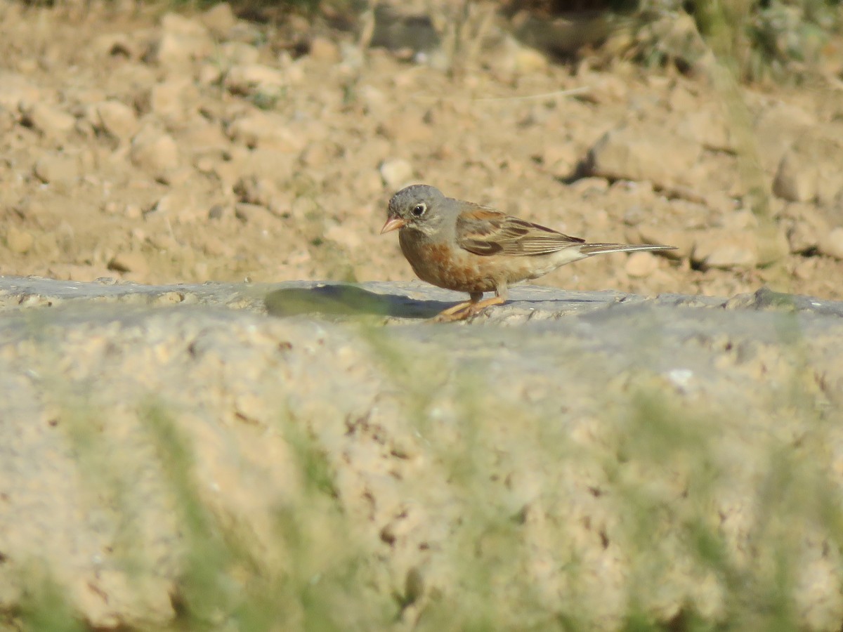 Gray-necked Bunting - ML622106758