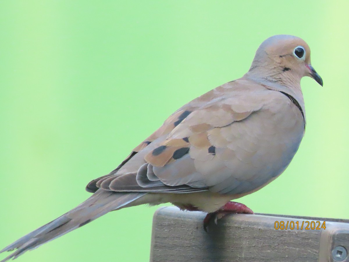 Mourning Dove - Susan Leake