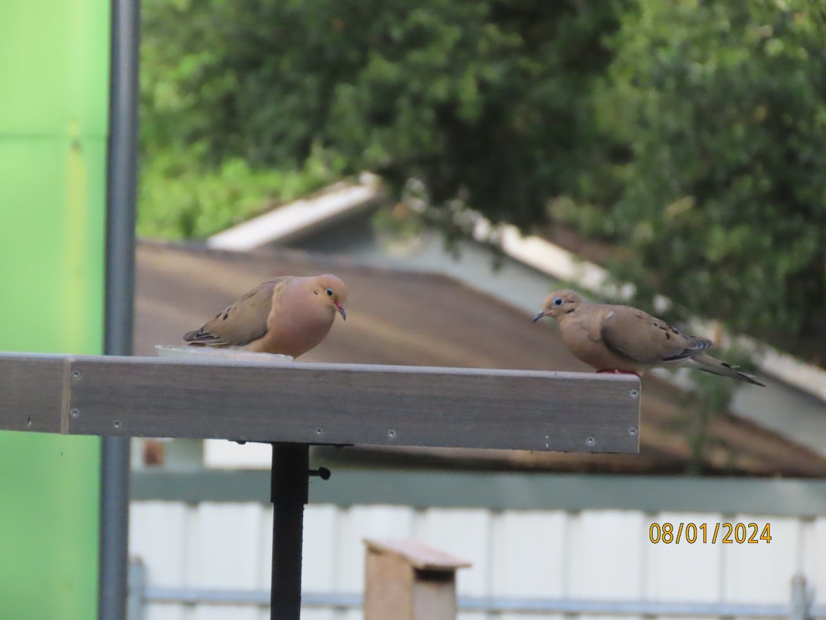 Mourning Dove - ML622106770