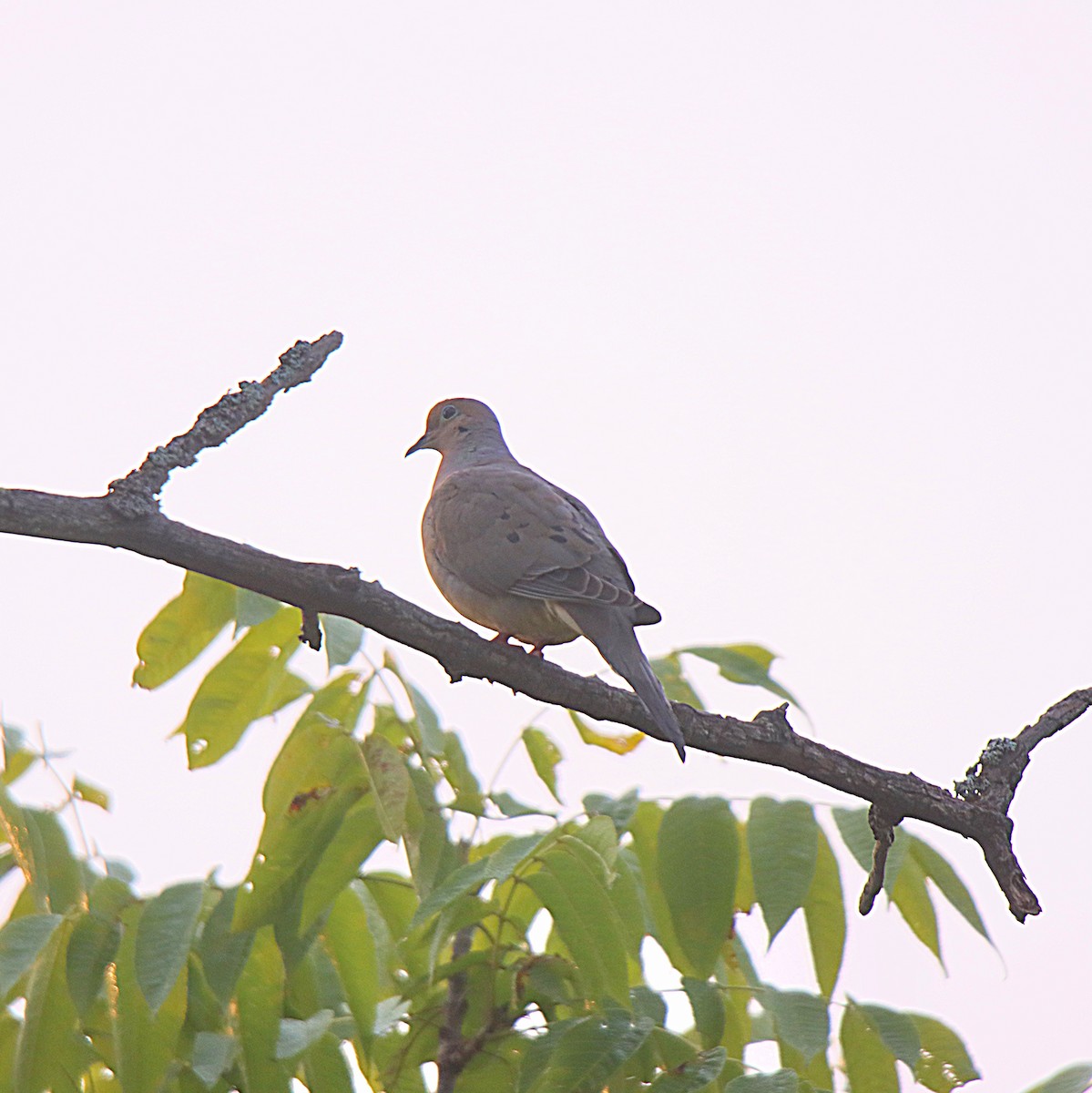 Mourning Dove - ML622106776