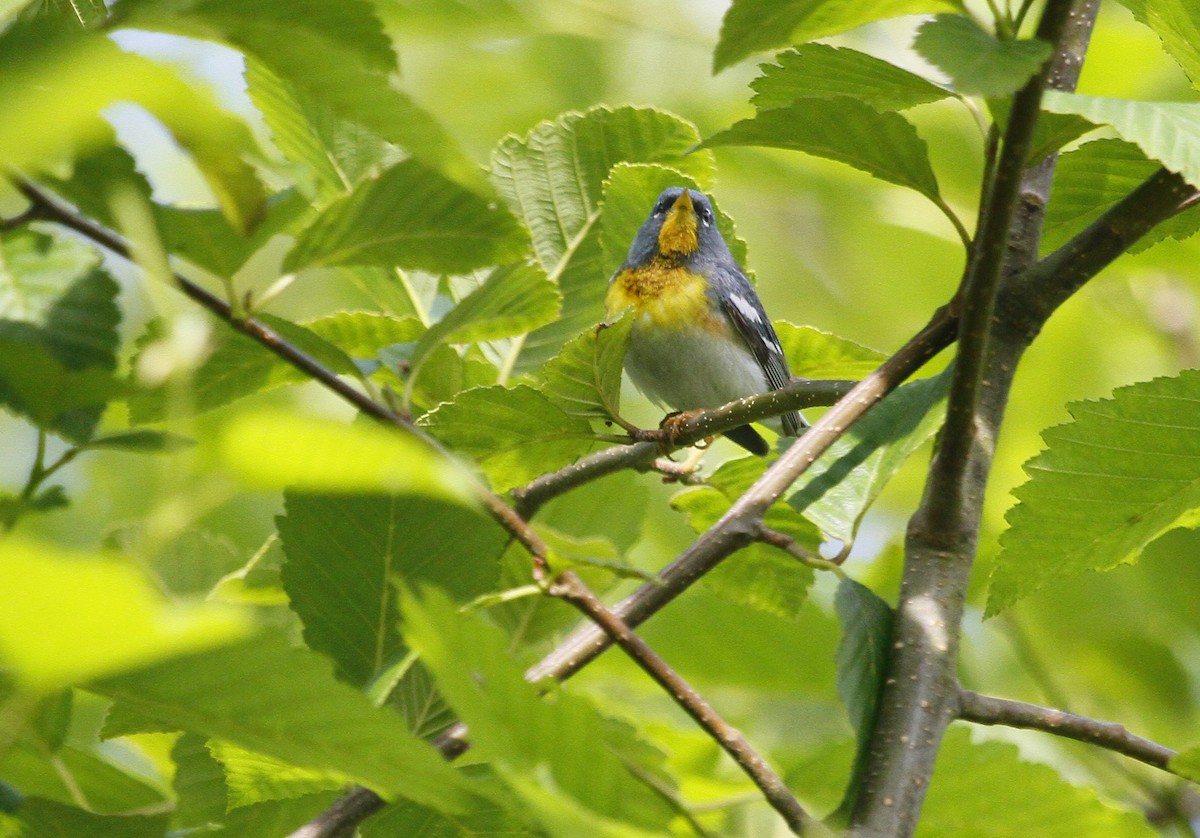 Northern Parula - Steve Heinl