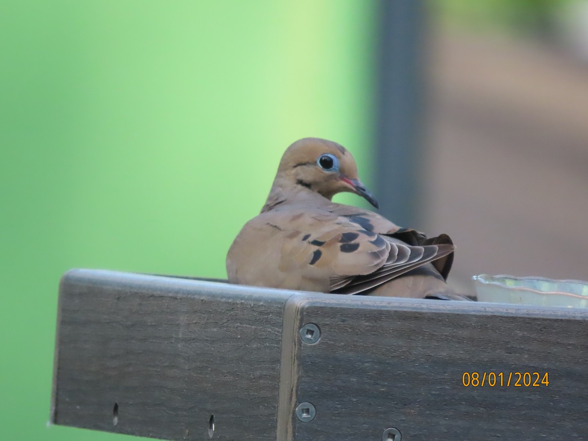 Mourning Dove - ML622106836