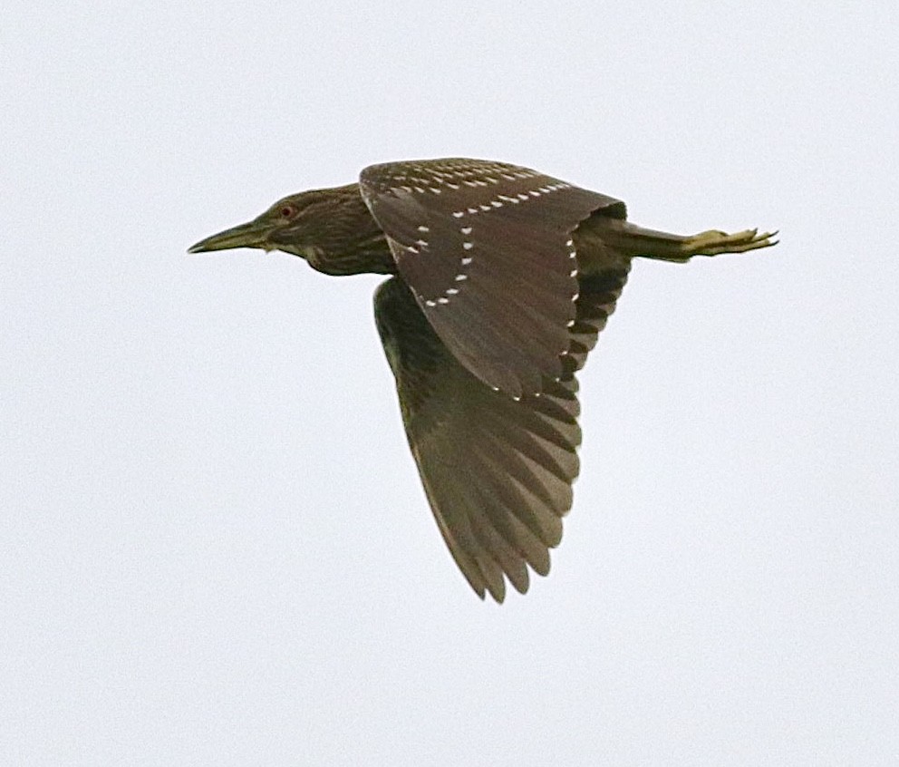 Black-crowned Night Heron - ML622106853