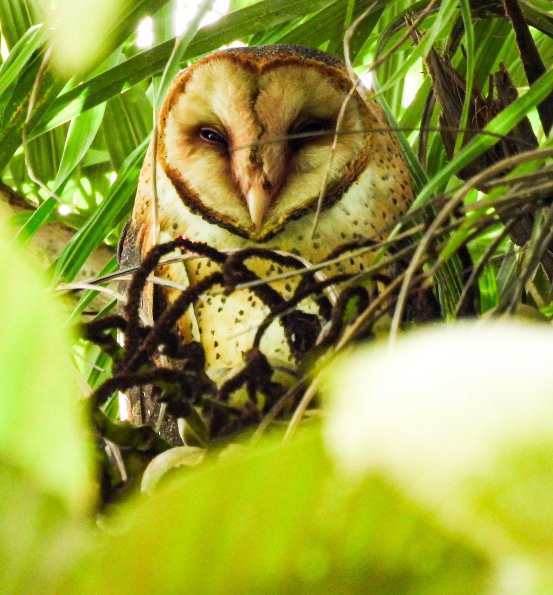 Barn Owl - ML622106856