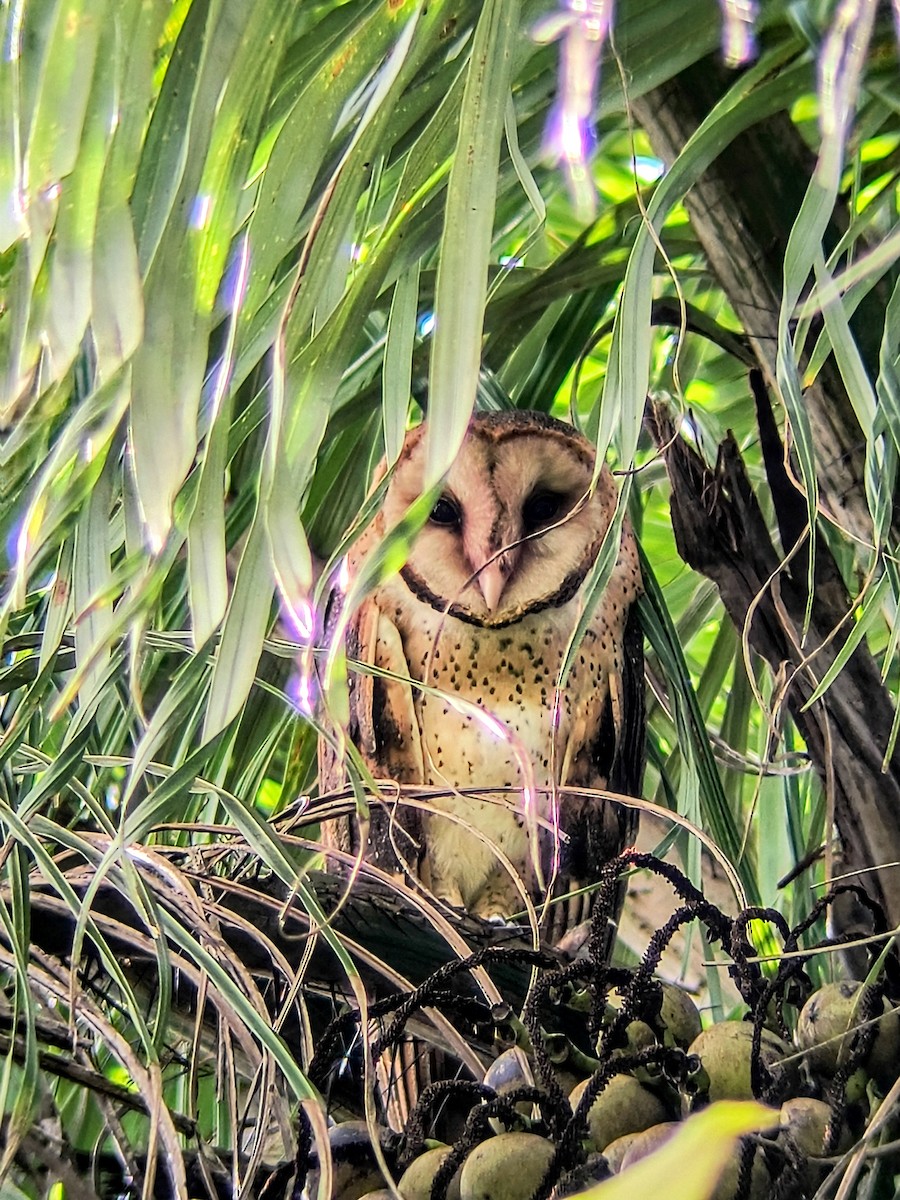 Barn Owl - ML622106857