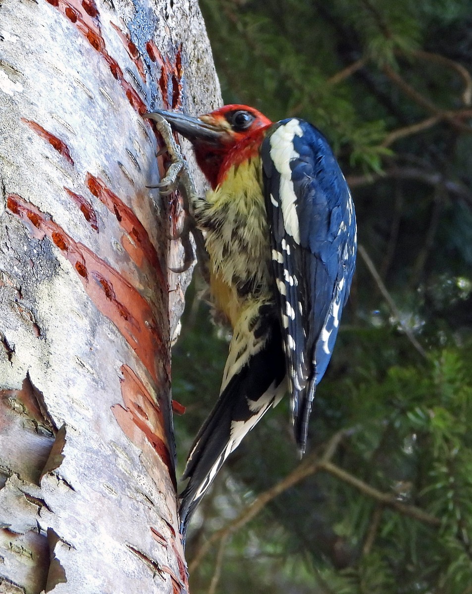 Red-breasted Sapsucker - ML622106863