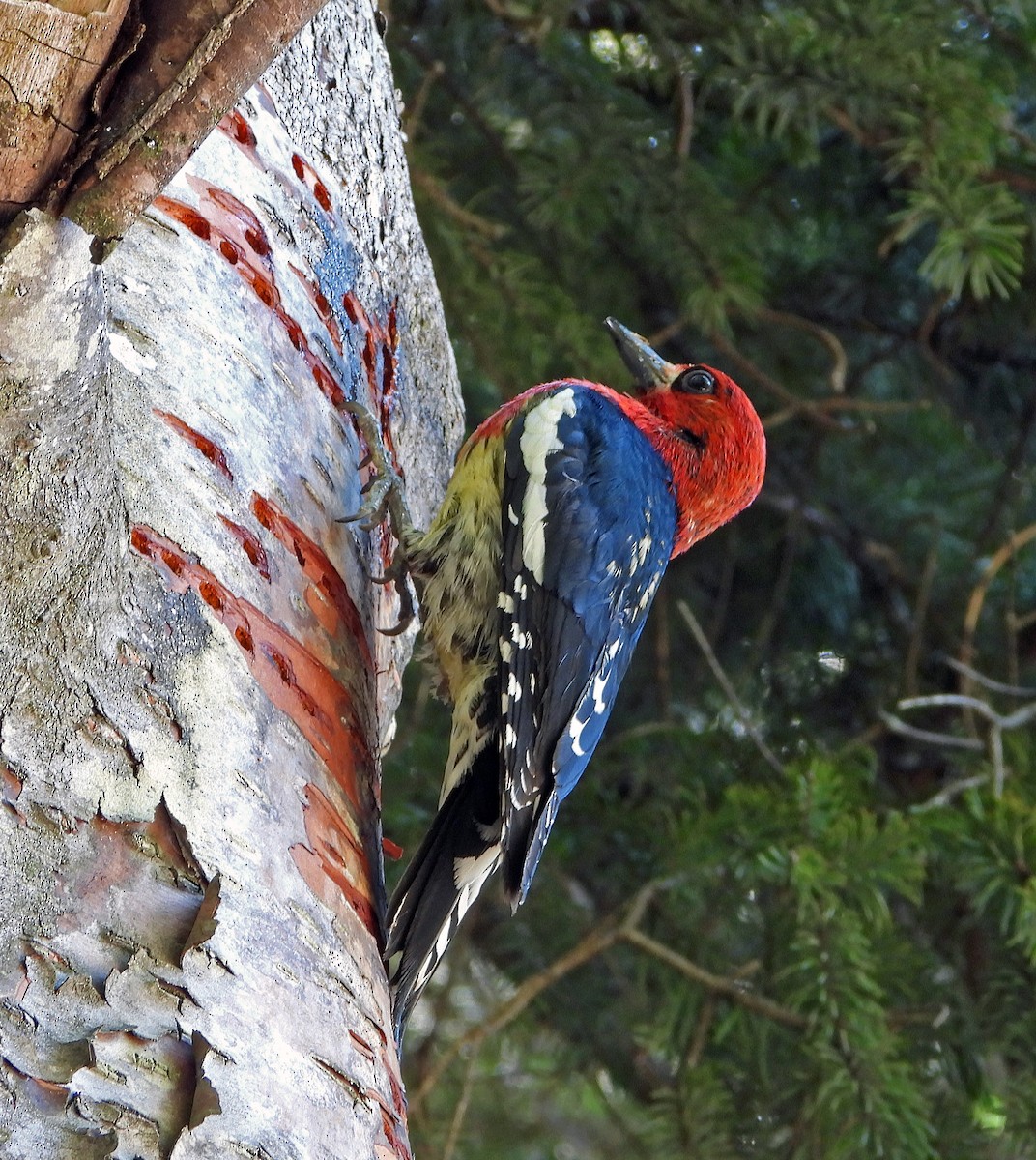 Red-breasted Sapsucker - ML622106864