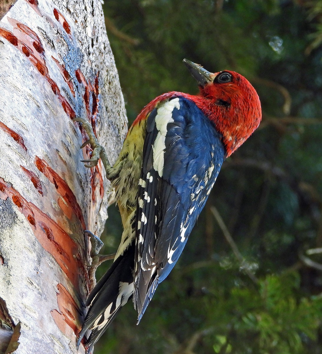 Red-breasted Sapsucker - ML622106865