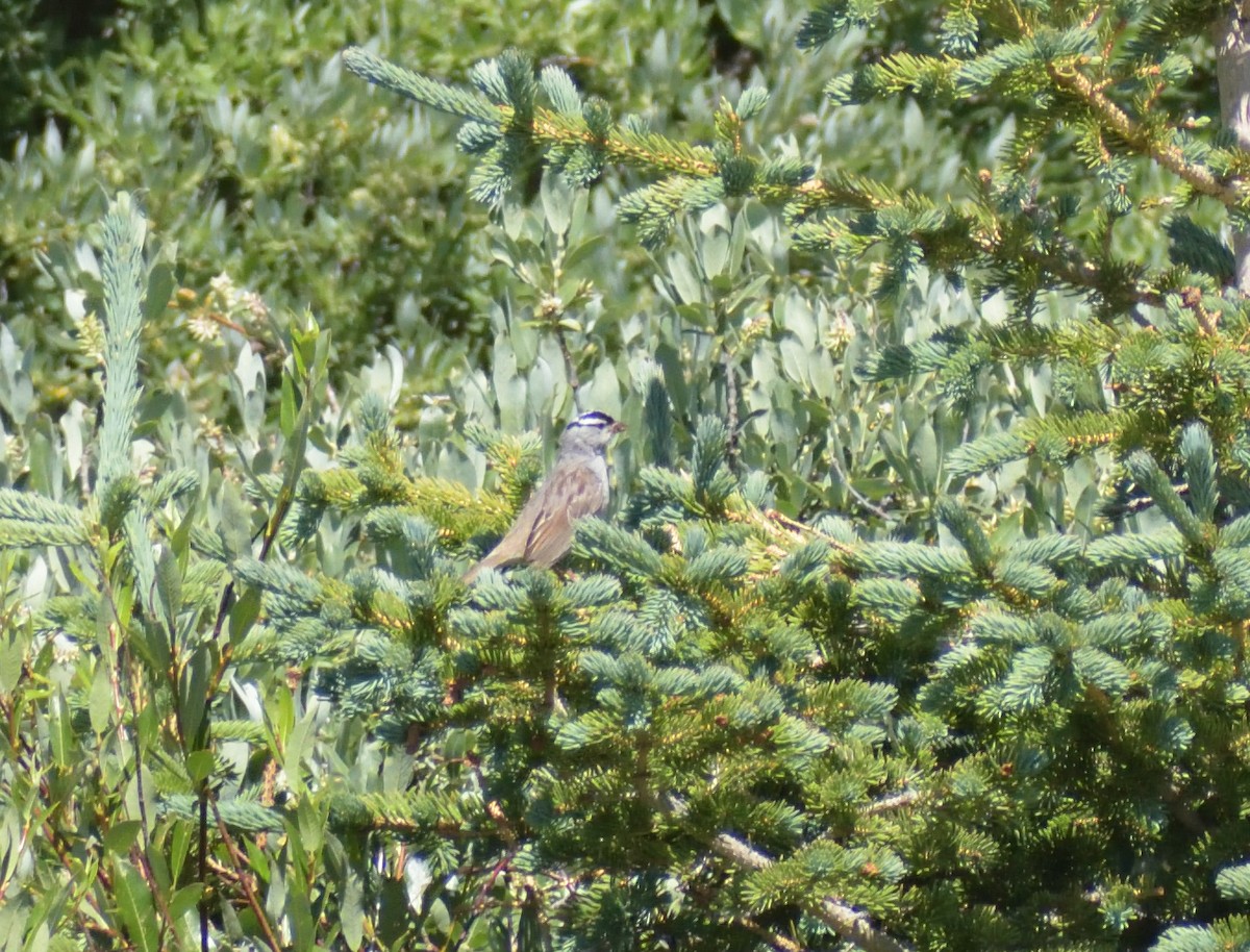 White-crowned Sparrow (oriantha) - Robert Tonge