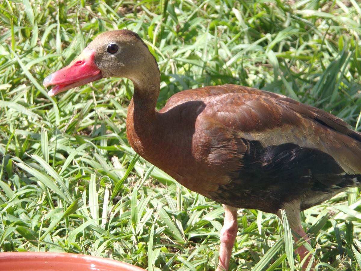 Black-bellied Whistling-Duck - Texas Bird Family