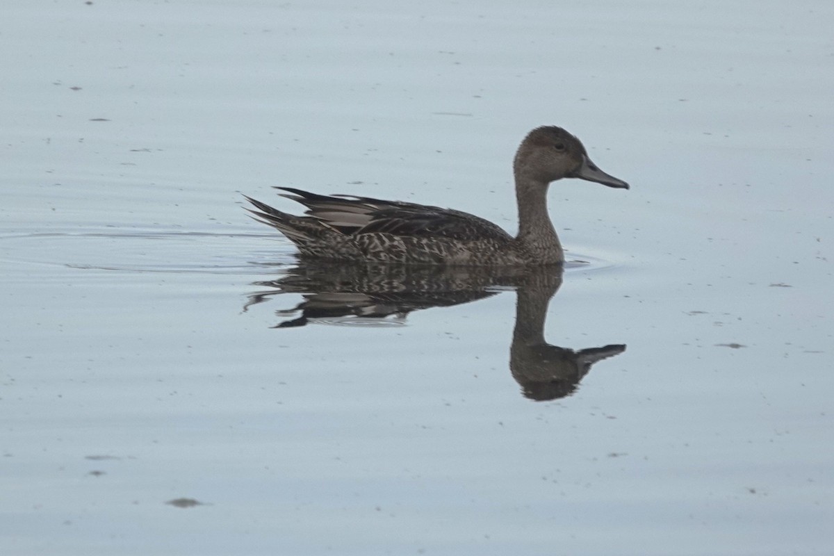 Northern Pintail - ML622106957