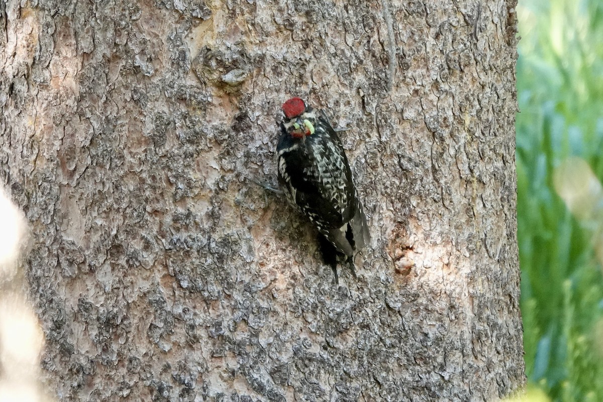 Red-naped Sapsucker - ML622107002