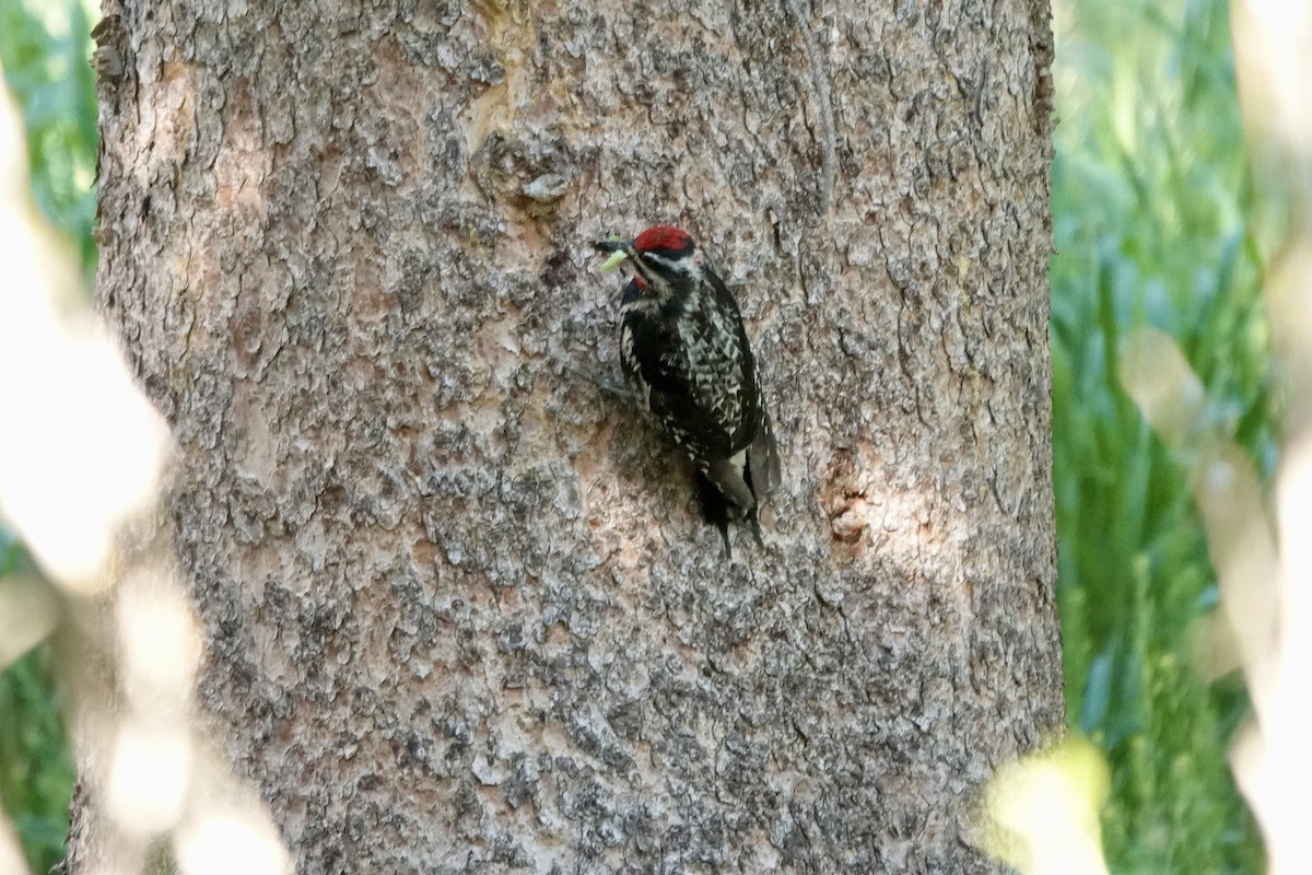 Red-naped Sapsucker - ML622107003