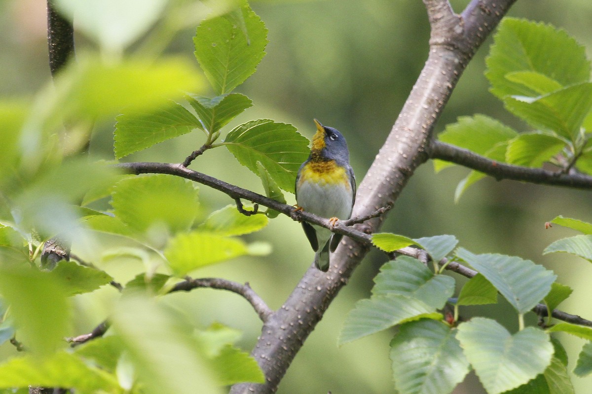 Northern Parula - Steve Heinl