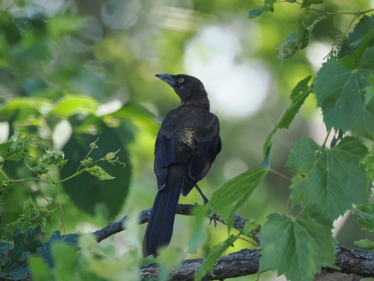 Common Grackle - ML622107013