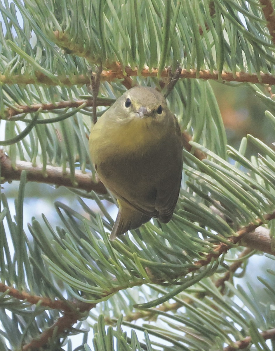 Orange-crowned Warbler - ML622107014