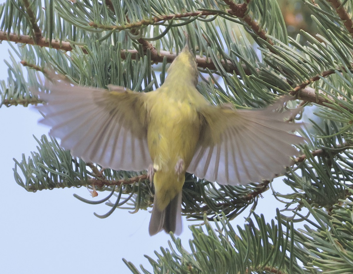 Orange-crowned Warbler - ML622107028