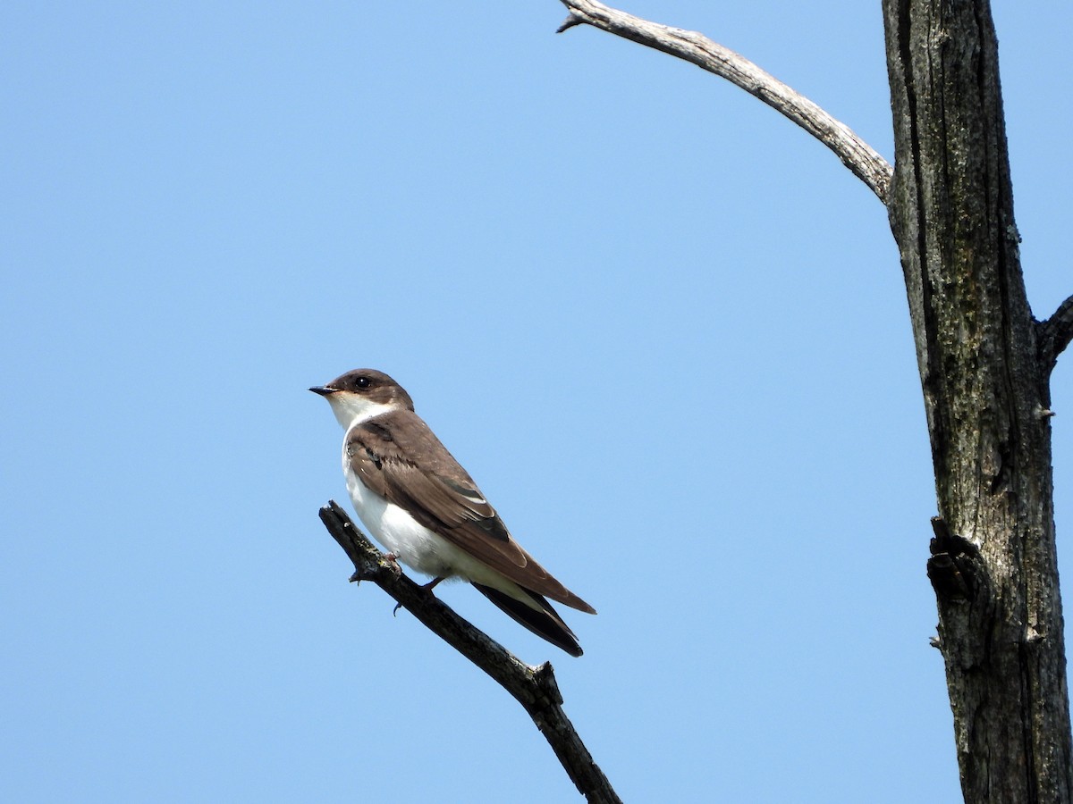 Tree Swallow - ML622107031