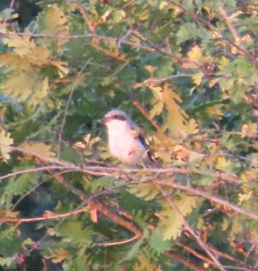 Lesser Gray Shrike - ML622107033