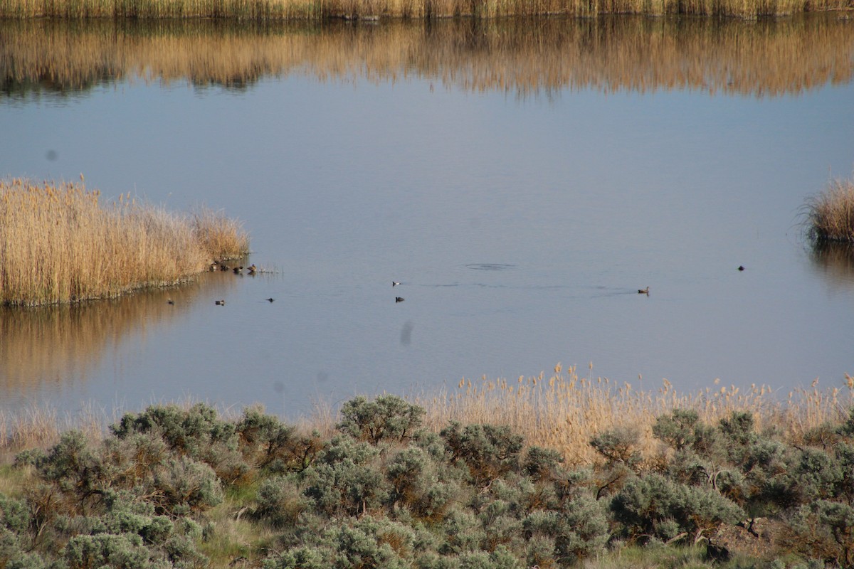 Green-winged Teal - Ann Monk