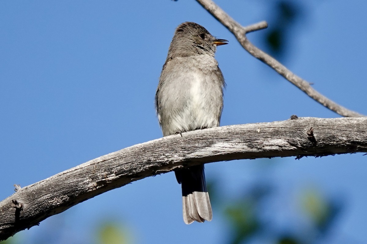 Western Wood-Pewee - Bob Greenleaf