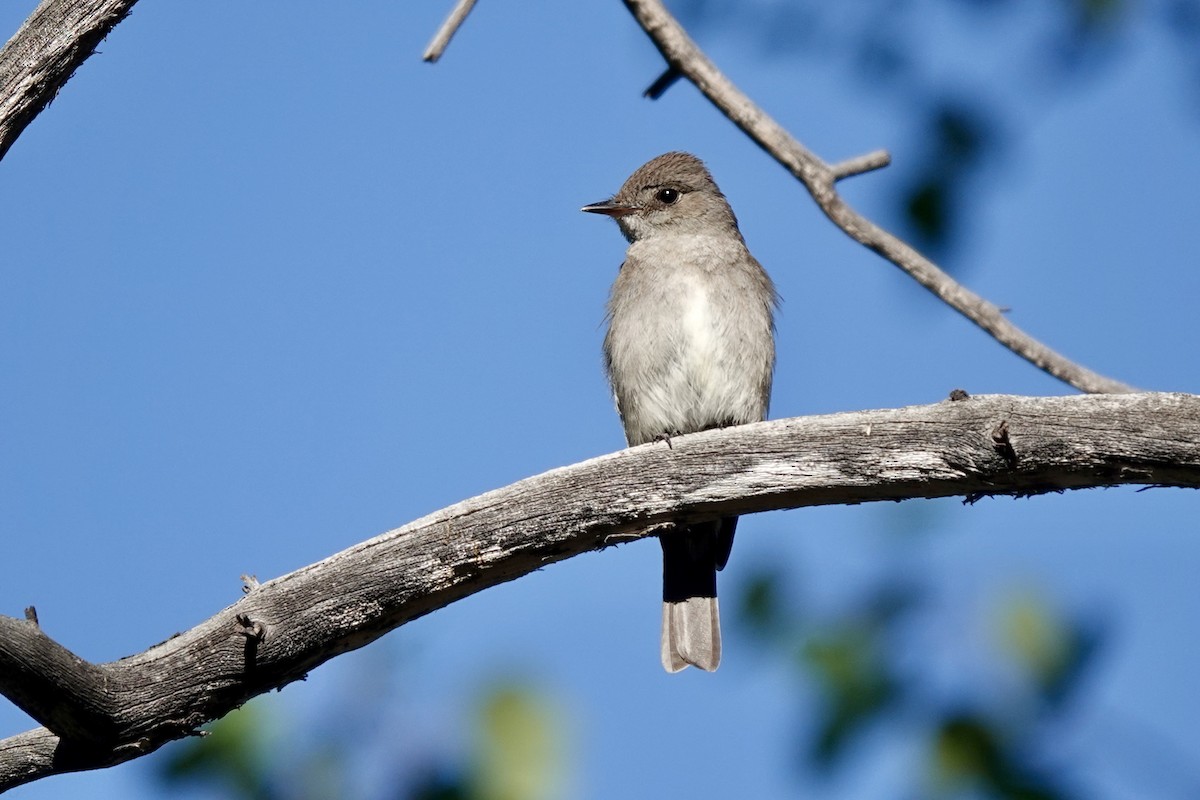 Western Wood-Pewee - Bob Greenleaf