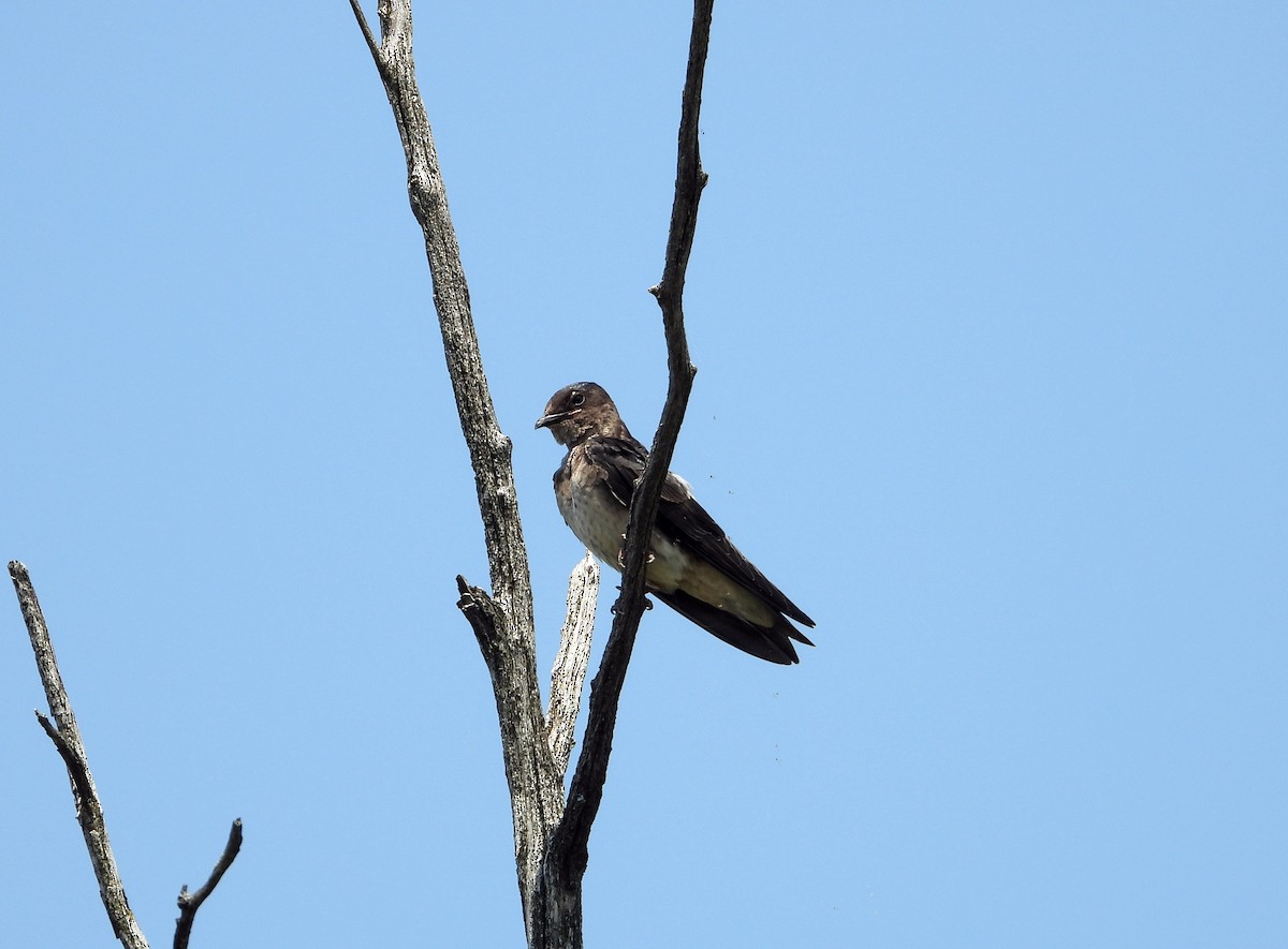 Purple Martin - ML622107038