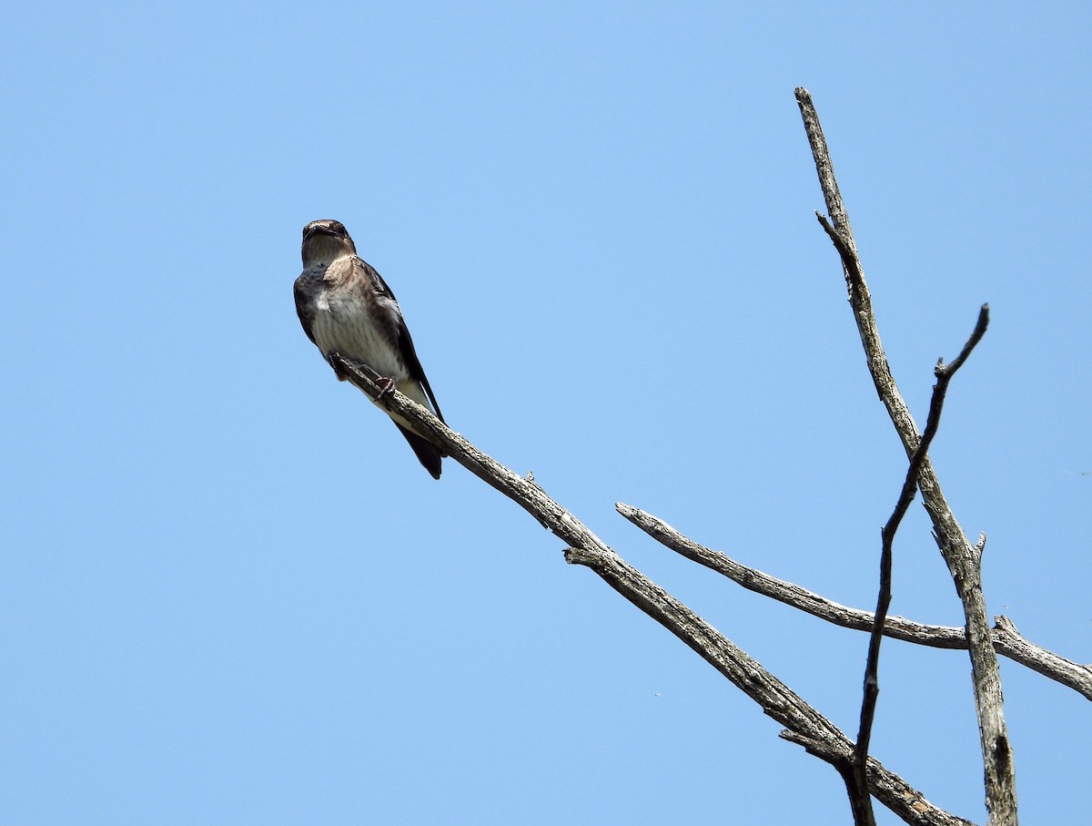 Purple Martin - ML622107039