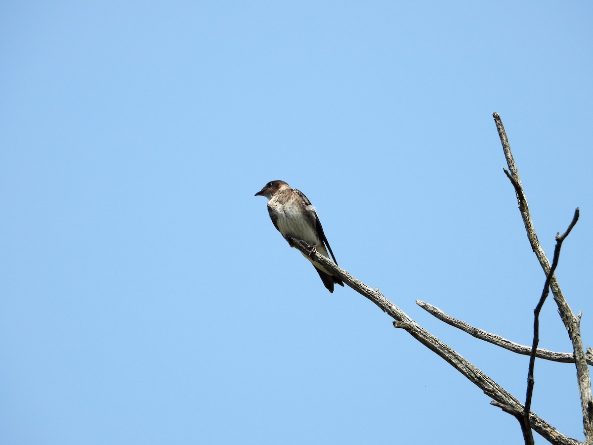 Purple Martin - ML622107040