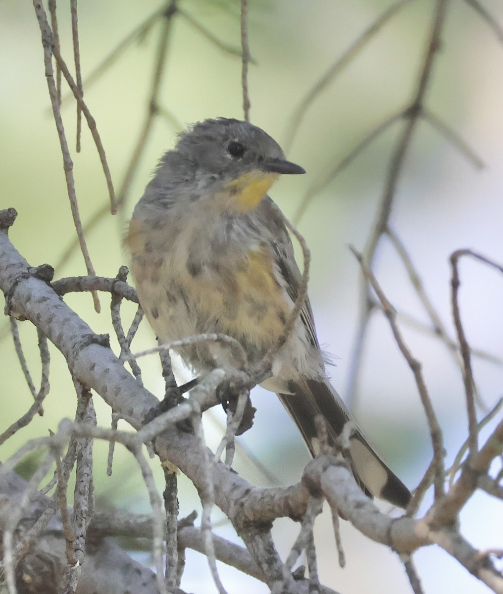 Yellow-rumped Warbler (Audubon's) - ML622107043