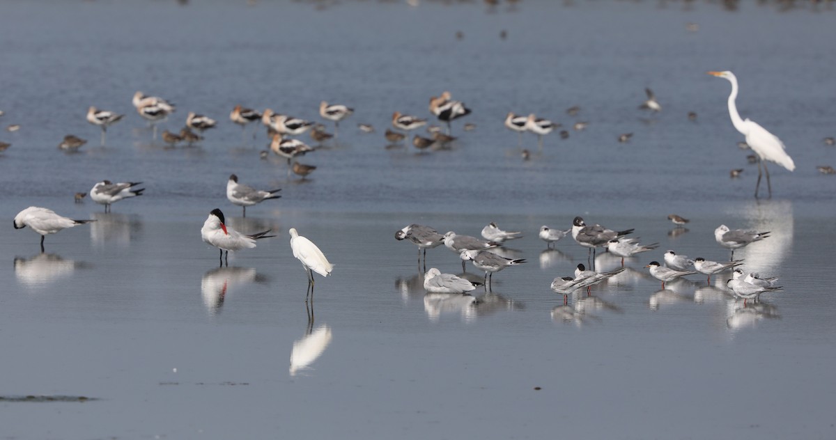 Caspian Tern - ML622107044