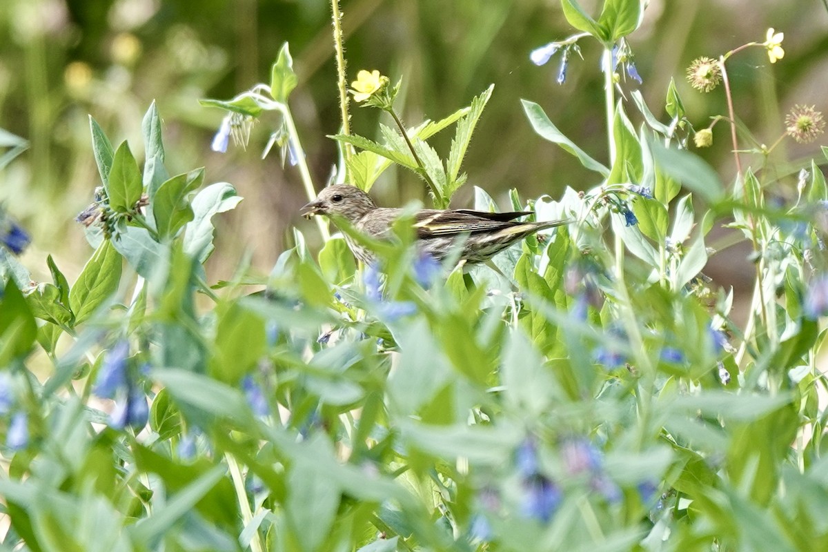 Pine Siskin - ML622107045