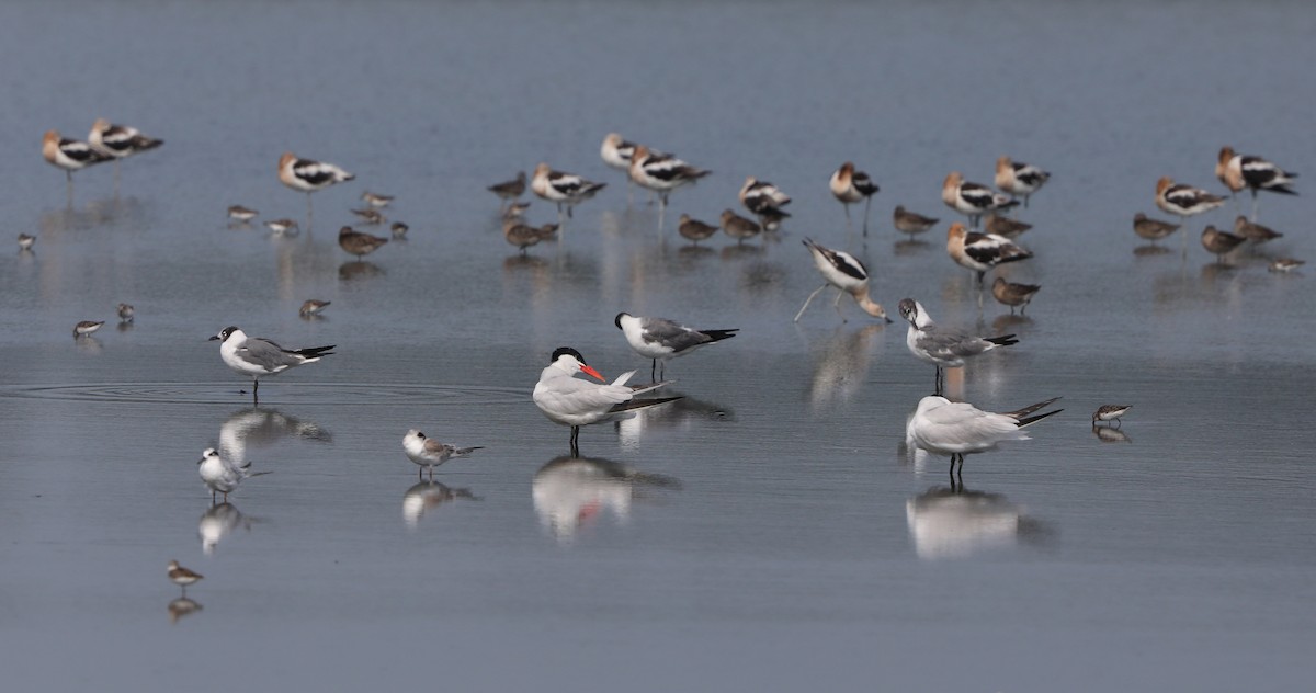 Caspian Tern - ML622107046