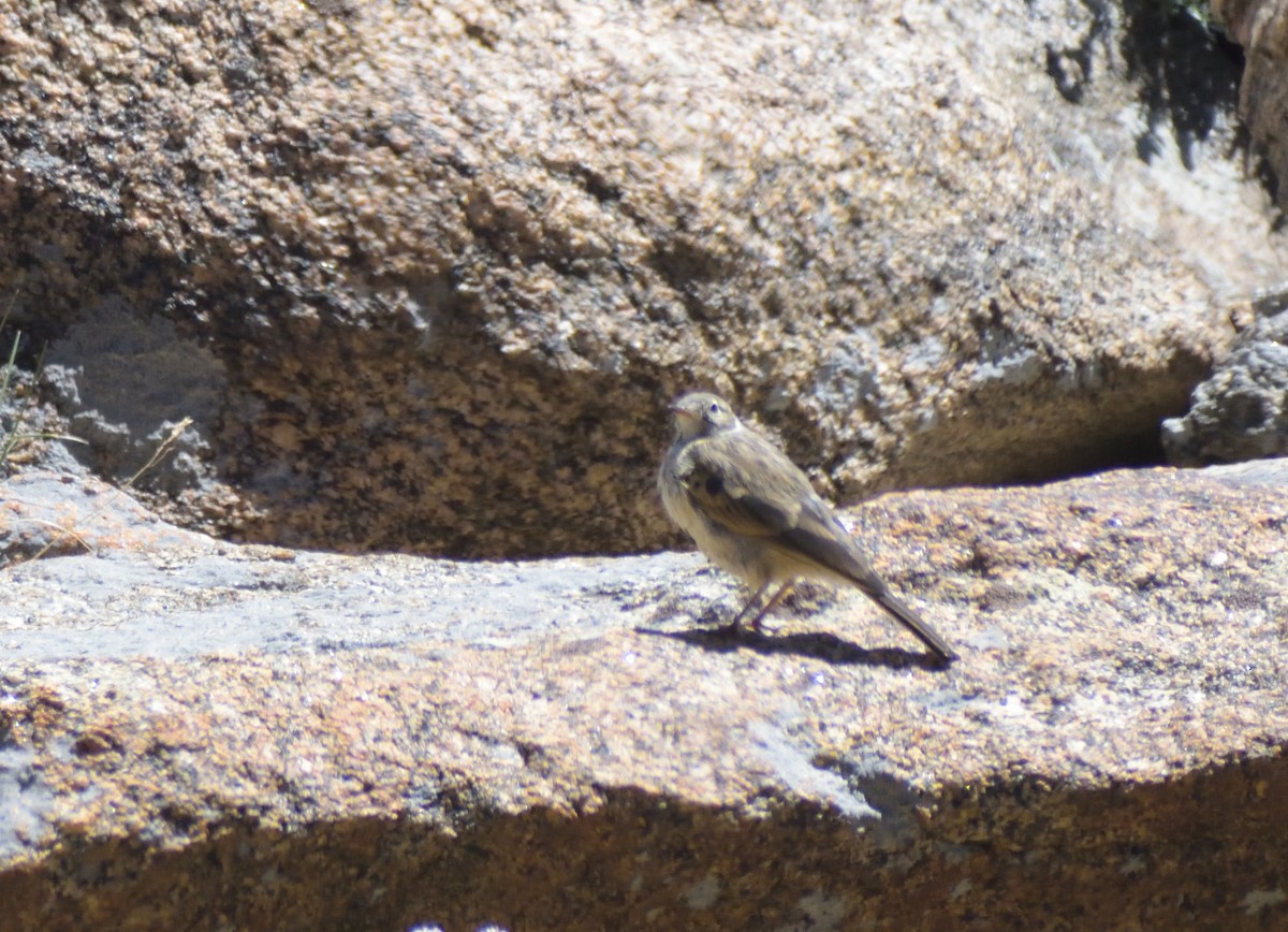 American Pipit - ML622107047