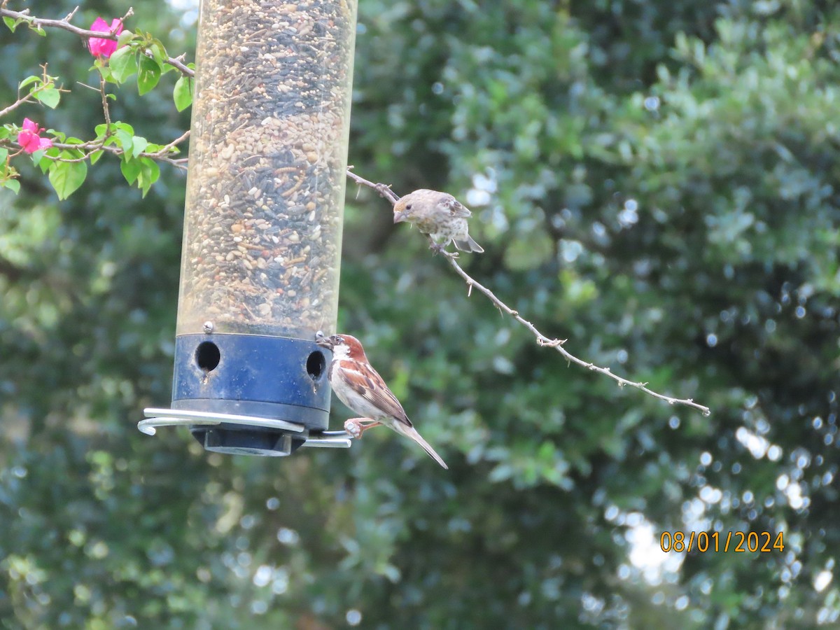 House Sparrow - ML622107048