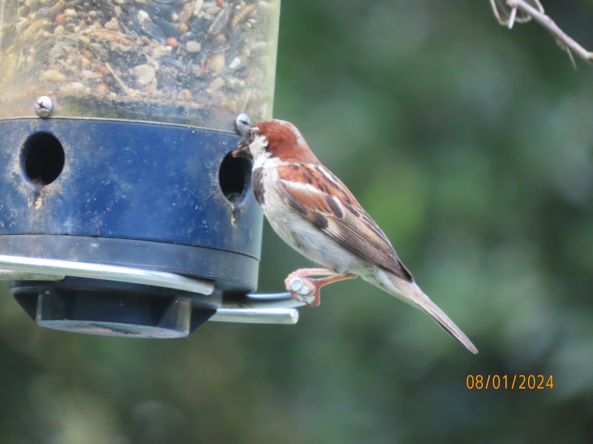 House Sparrow - ML622107049