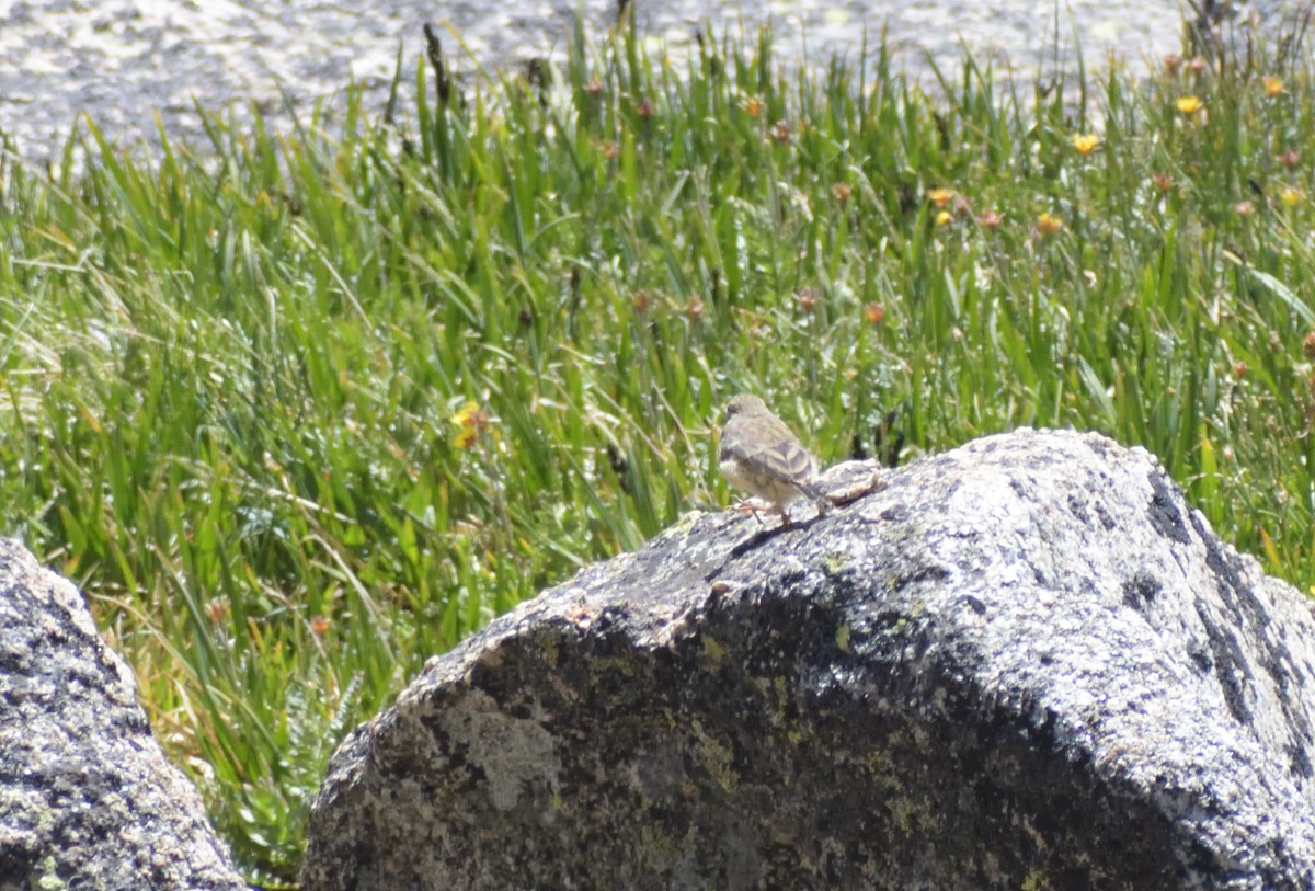 American Pipit - Robert Tonge