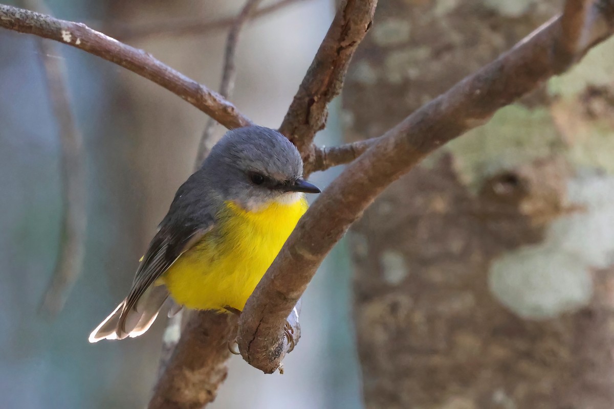 Eastern Yellow Robin - ML622107051