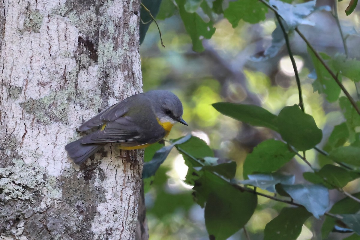 Eastern Yellow Robin - ML622107053