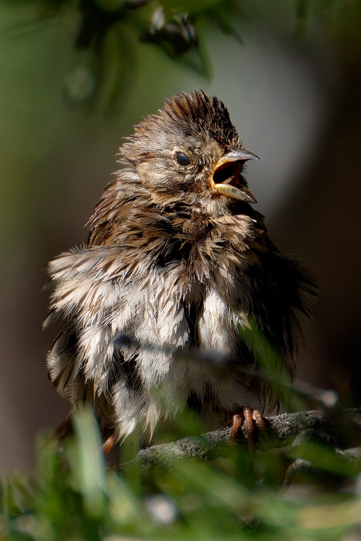 Lincoln's Sparrow - ML622107055