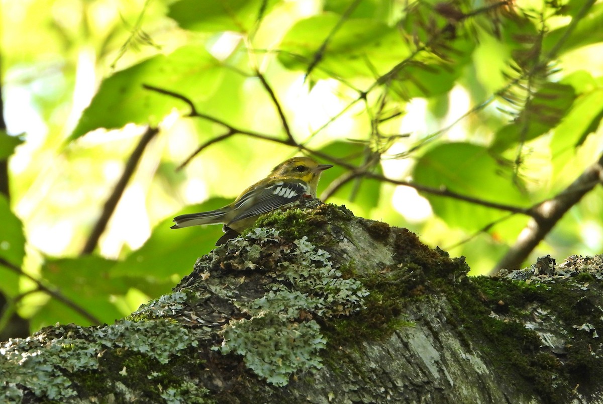 Black-throated Green Warbler - ML622107058