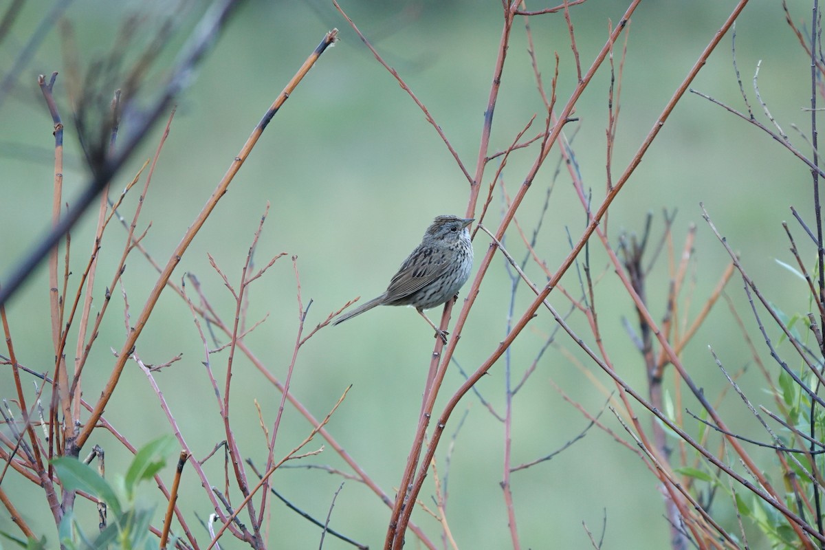 Lincoln's Sparrow - ML622107059