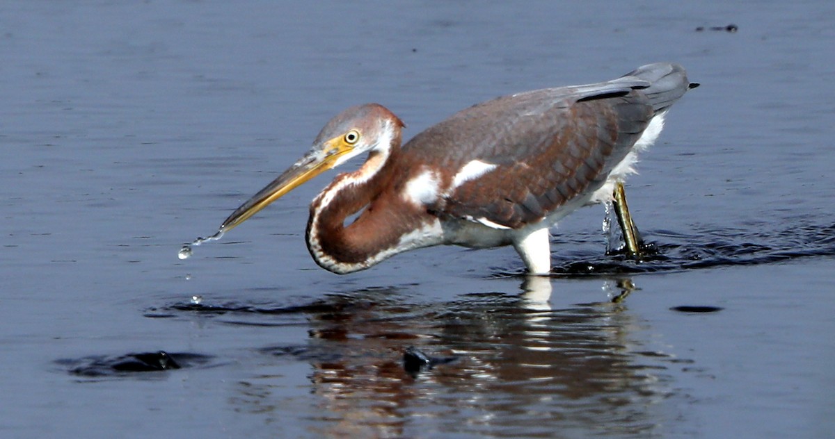 Tricolored Heron - ML622107061