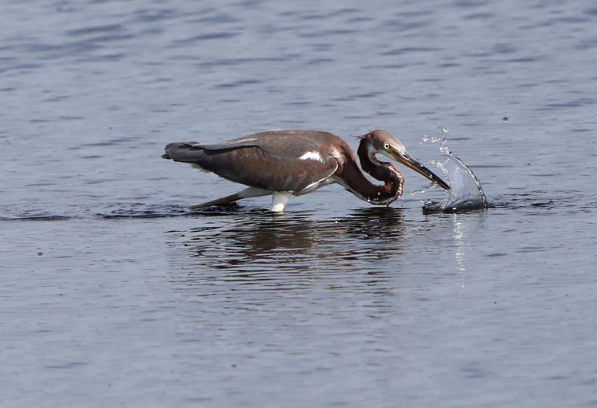 Tricolored Heron - ML622107062