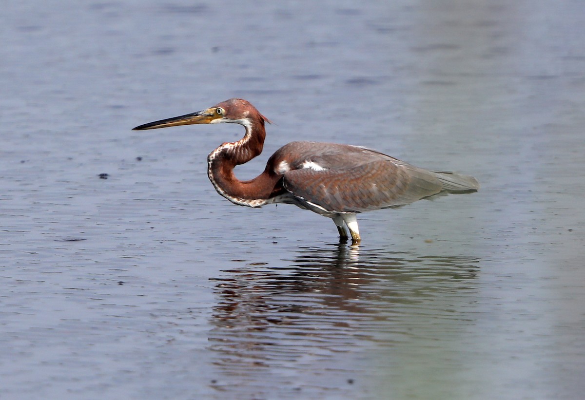 Tricolored Heron - ML622107063