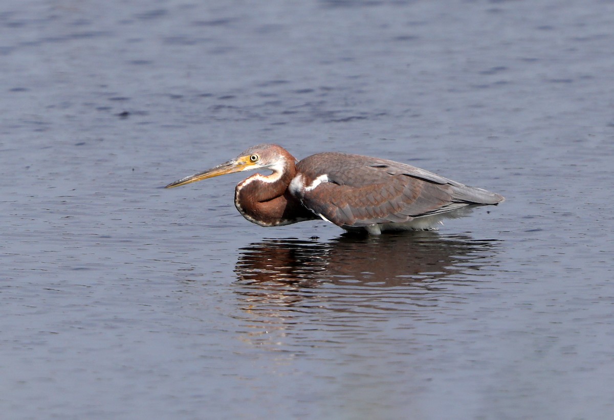 Tricolored Heron - ML622107066